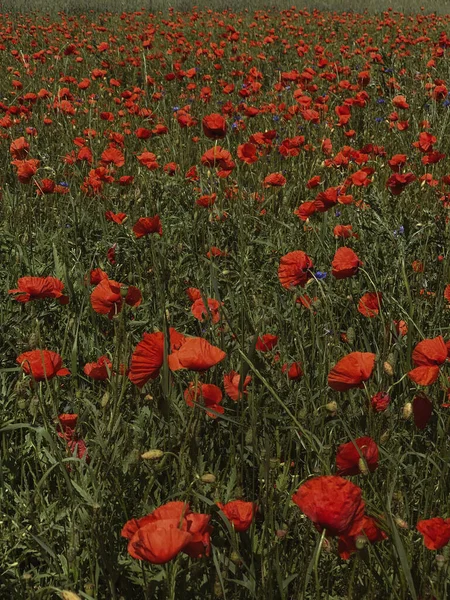 Beautiful Red Poppies Flowers Field Summer Floral Natural Background — Stock Photo, Image