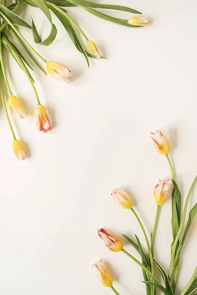 Граница Рамки Желтого Тюльпана Цветы Белом Фоне Плоская Лежала Вид — стоковое фото