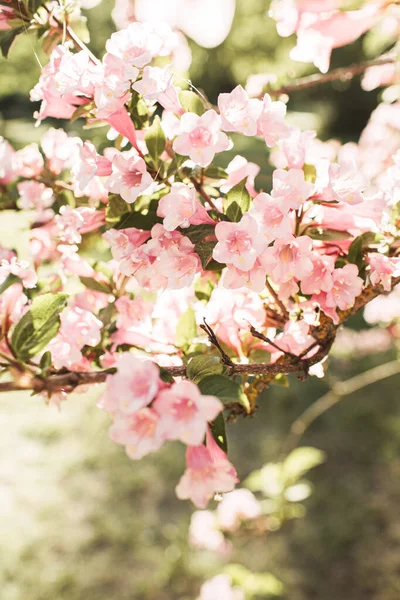 盛开的樱花 苹果树花 自然夏季花卉组成 — 图库照片