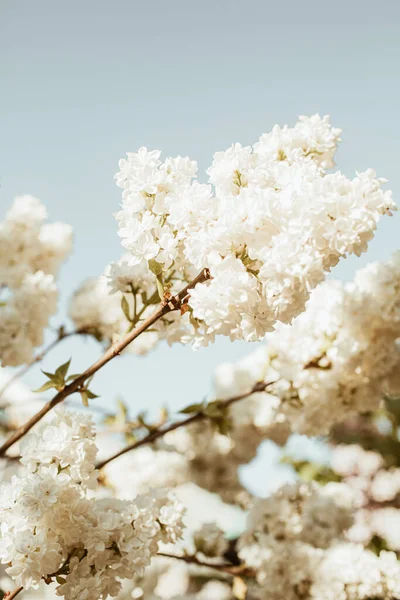 Blooming White Lilac Flowers Bush Natural Summer Floral Composition — Stock Photo, Image