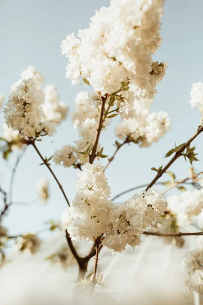 白いライラックの花を咲かせます 自然な夏の花の組成 — ストック写真