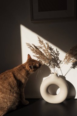 Güzel kırmızı kedi ve kuru pampa otları / sazlıklar zarif yuvarlak vazoda buketler oluşturuyor. Duvardaki gölgeler. Gün ışığında siluet.