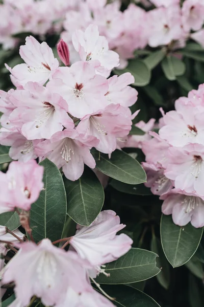 美しい紫色のシャクナゲの花の閉鎖がブッシュを咲かせます 夏花葉構成 — ストック写真