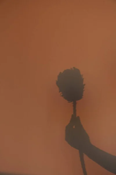 女性の手にはプロティーの花を保持 壁に影 女性の手で花とミニマリストのコンセプト 日光の下でシルエット — ストック写真