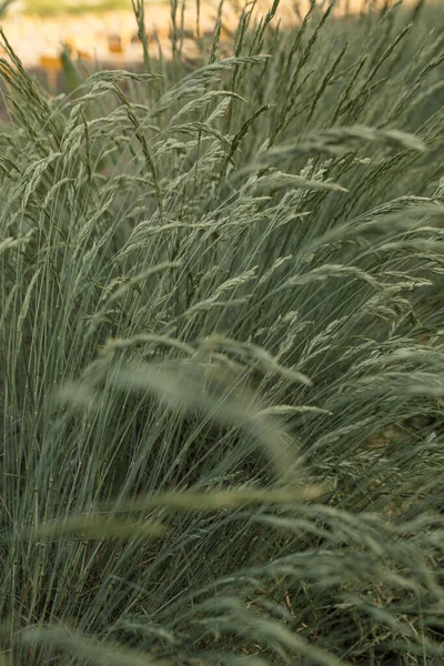 鸡脚蓝草植物生长在田里 自然景观 — 图库照片