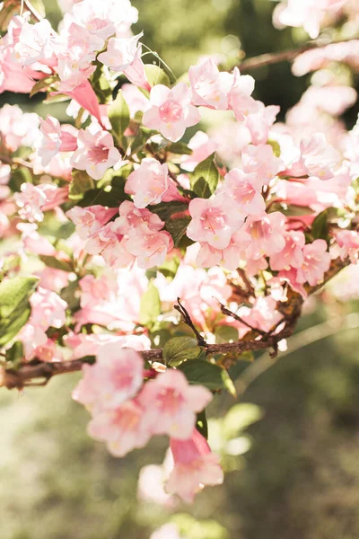 Blühende Kirsch Apfelbaumblüten Natürliche Sommer Florale Komposition — Stockfoto