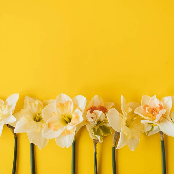 Цветы Желтого Нарцисса Желтом Фоне Плоский Вид Сверху Цветочный Праздничный — стоковое фото