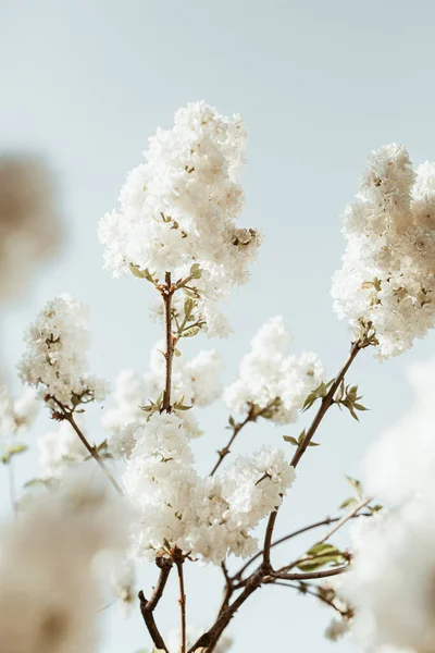 白いライラックの花を咲かせます 自然な夏の花の組成 — ストック写真