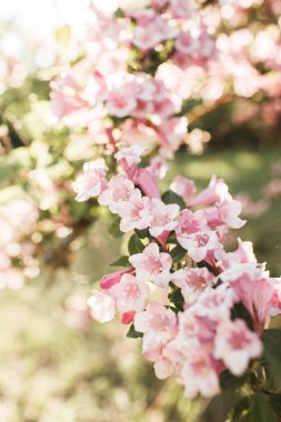 Çiçek açan kiraz / elma ağacı çiçekleri. Doğal yaz çiçekli kompozisyon