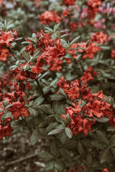 Κοντινό Πλάνο Των Όμορφων Κόκκινων Λουλουδιών Ροδοδενδρίου Ανθίζουν Θάμνοι Σύνθεση — Φωτογραφία Αρχείου