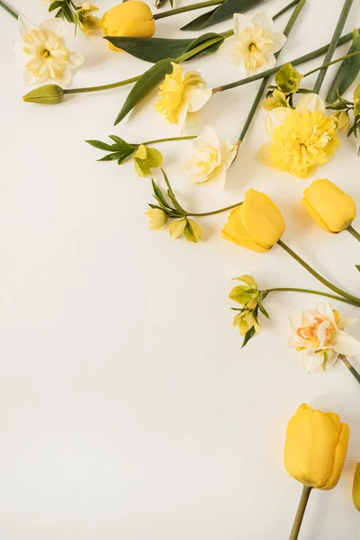 Желтый Нарцисс Цветы Тюльпана Белом Фоне Плоский Вид Сверху Цветочный — стоковое фото