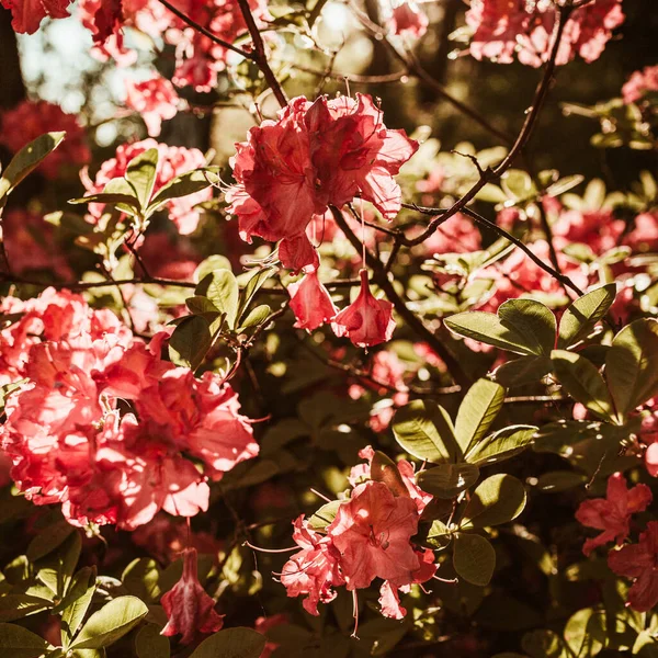 Крупним Планом Красиві Червоні Квіти Рододендрона Розпускають Кущ Сонячному Світлі — стокове фото