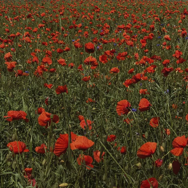 Schöne Rote Mohnblumen Feld Sommer Blumen Natürlichen Hintergrund — Stockfoto