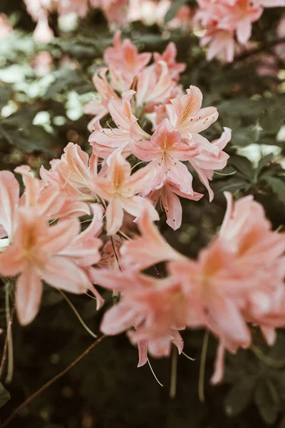 Κοντινό Πλάνο Των Όμορφων Ροζ Λουλουδιών Ροδόδεντρο Ανθίζουν Θάμνο Σύνθεση — Φωτογραφία Αρχείου