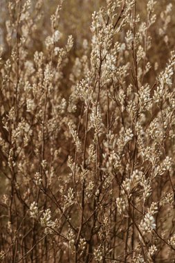 Penis-Ayak-Bluegrass sahaları. Asgari doğa manzarası arka planı.