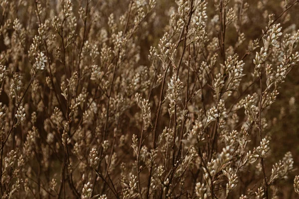 Campo Steli Piedi Gallo Bluegrass Minima Natura Paesaggio Sfondo — Foto Stock