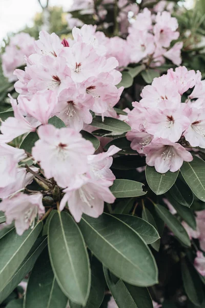Nahaufnahme Von Schönen Lila Rhododendron Blumen Blühen Busch Zusammensetzung Der — Stockfoto