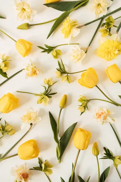 Желтые Нарциссы Цветки Тюльпанов Белом Фоне Плоская Вид Сверху Цветочная — стоковое фото