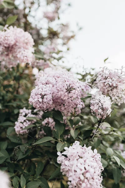 紫色のライラックの花を咲かせます 自然な夏の花の組成 — ストック写真