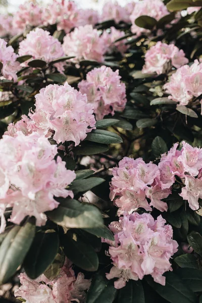 Närbild Vackra Rosa Rhododendron Blommor Blommar Buske Sommar Blommig Bladverk — Stockfoto