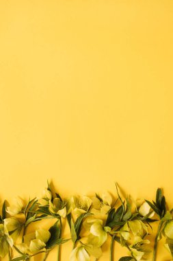 Sarı arka planda çiçek desenli çiçek kompozisyonu. Boşluğu kopyala, düz yat, üst görünüm