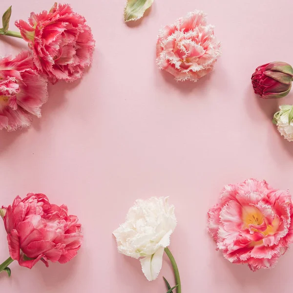 Runder Rahmen Aus Schönen Rosa Und Weißen Tulpenblüten Auf Rosa — Stockfoto