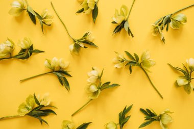 Sarı arka planda çiçek desenli çiçek desenli çiçek kompozisyonu. Düz yatış, üst görünüm