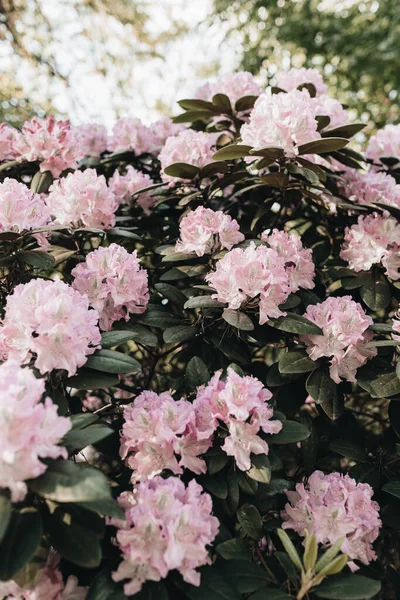 Close Belas Flores Cor Rosa Rododendro Florescer Arbusto Verão Composição — Fotografia de Stock