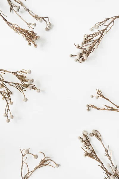 白い背景に美しい乾燥植物の枝で作られた空白のコピースペースでフレーム フラットレイアウト トップビュー — ストック写真