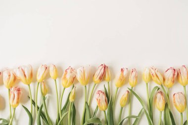 Beyaz arka planda birçok sarı lale bulunan çiçek kompozisyonu. Düz yatar, üst görünüm bayram kutlaması kahraman başlığı