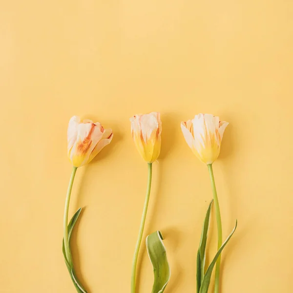 Желтый Тюльпан Цветы Желтом Фоне Цветочная Концепция Праздничного Праздника — стоковое фото
