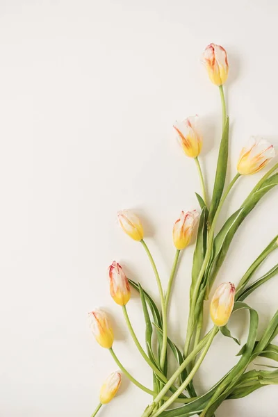 Gul Tulpan Blommor Vit Bakgrund Semesterfirande Koncept — Stockfoto