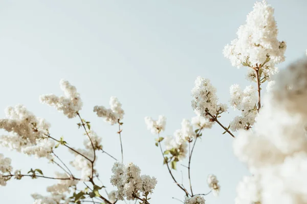 白いライラックの花を咲かせます 自然な夏の花の組成 — ストック写真