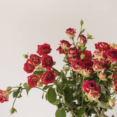 Beyaz arka planda kırmızı güller çiçek buketi. Düz yerde, çiçeklerle süslenmiş bayram kompozisyonu. Düğün, Sevgililer Günü, Anneler Günü.