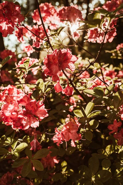 美しい赤いシャクナゲの花の閉鎖は太陽の下で茂みを咲かせます 夏花葉構成 — ストック写真