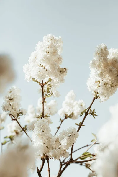 Ανθισμένα Λευκά Πασχαλινά Άνθη Θάμνου Φυσική Καλοκαιρινή Σύνθεση Λουλουδιών — Φωτογραφία Αρχείου