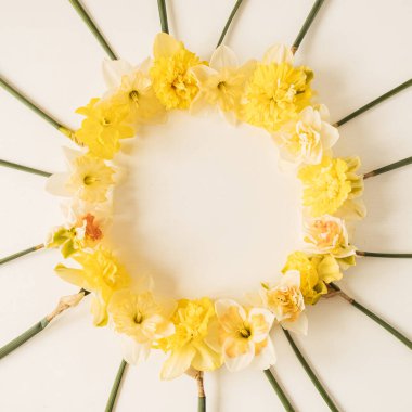 Beyaz arka planda sarı narsisli çiçeklerden yapılmış yuvarlak çerçeve çelengi. Düz konum, üst görünüm çiçekli boş kopya alanı modelleme şablonu