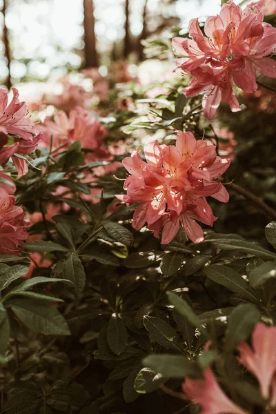 Κοντινό Πλάνο Των Όμορφων Ροζ Λουλουδιών Ροδόδεντρο Ανθίζουν Θάμνο Σύνθεση — Φωτογραφία Αρχείου