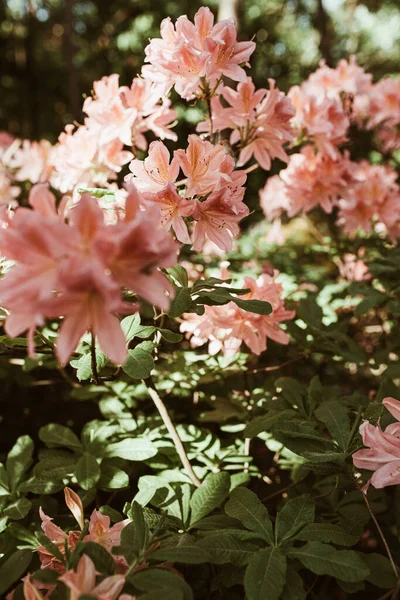 Close Belas Flores Cor Rosa Rododendro Florescer Arbusto Verão Composição — Fotografia de Stock