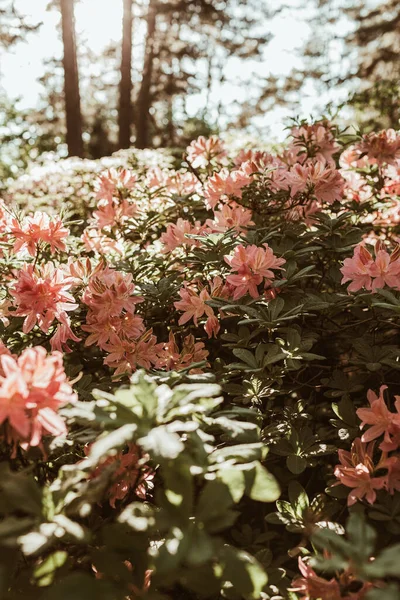 Närbild Vackra Rosa Rhododendron Blommor Blommar Buske Sommar Blommig Bladverk — Stockfoto