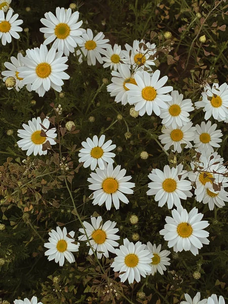 Beautiful Romomile Daisy Flowers Летний Цветочный Фон — стоковое фото