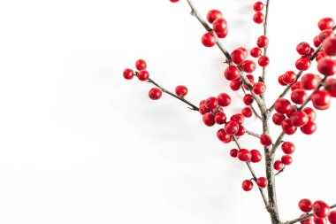 Asgari mevsimlik kompozisyon. İzole edilmiş beyaz arka planda kırmızı böğürtlenli dal deseni. Noel tatili, kış konsepti. Uzayı kopyala, düz yat.