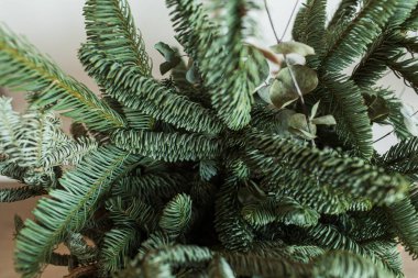 Köknar ağacı dallarına yakın çekim. Noel / Yeni Yıl tatilleri kış arkaplanı.