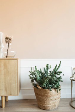 Noel köknar dalları saman sepetinde, protea çiçekleri cam vazoda, ahşap tezgahta bej duvarda. Minimalist ev dekorasyonu konsepti. Noel, Yeni Yıl Tatil Kutlamaları.