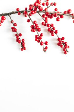 Asgari mevsimlik kompozisyon. İzole edilmiş beyaz arka planda kırmızı böğürtlenli dal deseni. Noel tatili, kış konsepti. Boşluğu kopyala, üst görünüm.