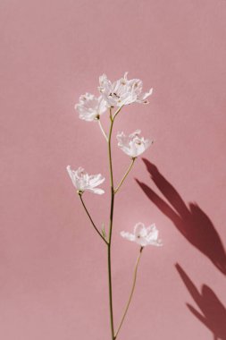 Pembe duvarda güneş ışığı gölgeleri olan zarif bir çiçek. Estetik çiçekli sadelik kompozisyonu. Manzara çiçeğini kapat