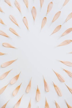 Beyaz arka planda parlak pembe çiçek yaprakları çerçevesi. Boş kopya alanına sahip yaratıcı asgari Paris titreşimleri çiçek kompozisyonu