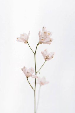 Beyaz arka planda soluk pembe çiçek. Minimal stil natürmort çiçek kompozisyonu