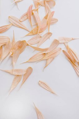 Beyaz arka planda pastel pembe çiçek yaprakları. Minimum çiçek bileşimi