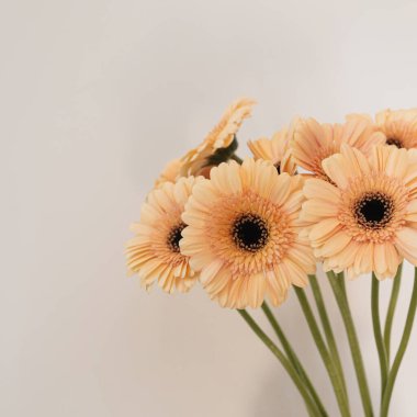 Güzel solgun Gerbera çiçekleri beyaz duvarın üzerinde. Estetik minimum çiçek bileşimi